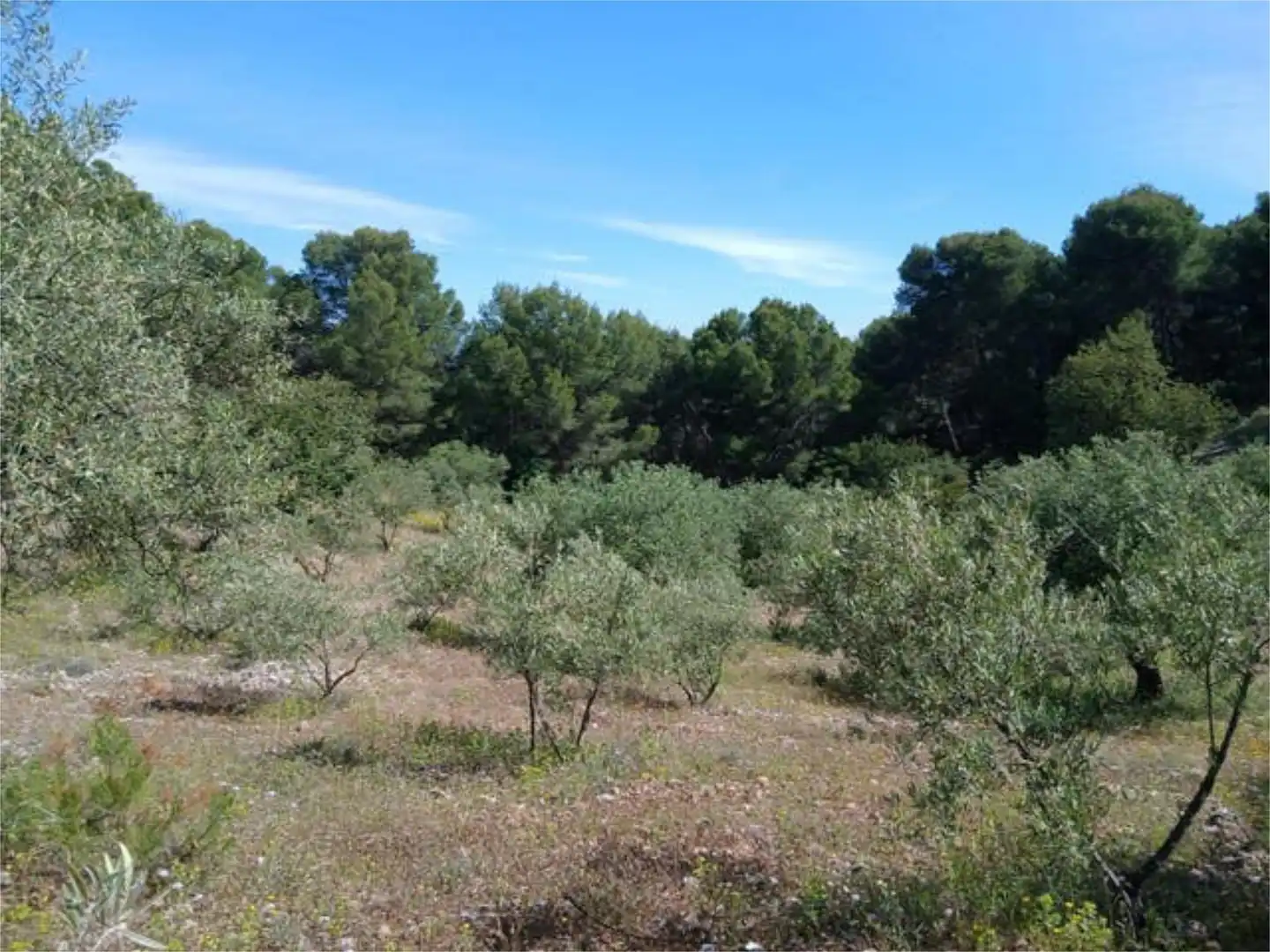 Flat for sale in Monda  with Private garden, Terrace and Swimming Pool