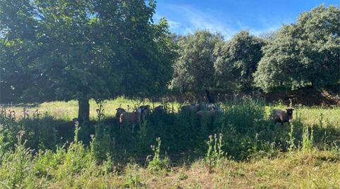 Foto 2 de Casa adosada en venta en Segura de León, Badajoz