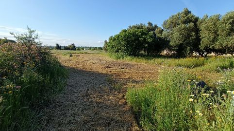 Photo 2 of Country homes for sale in Pago Hozanejos, 326, Pelagatos - Pago del Humo, Chiclana de la Frontera
