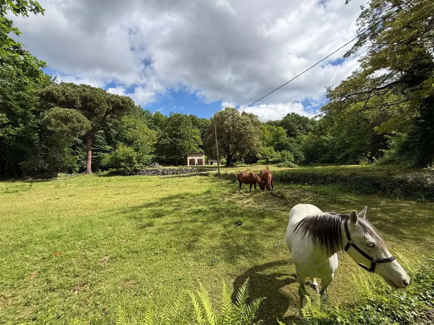 Finca rústica en venta en Vial Camino, 11, Santa Pau Finca rústica en venta en Santa Pau con Jardín privado