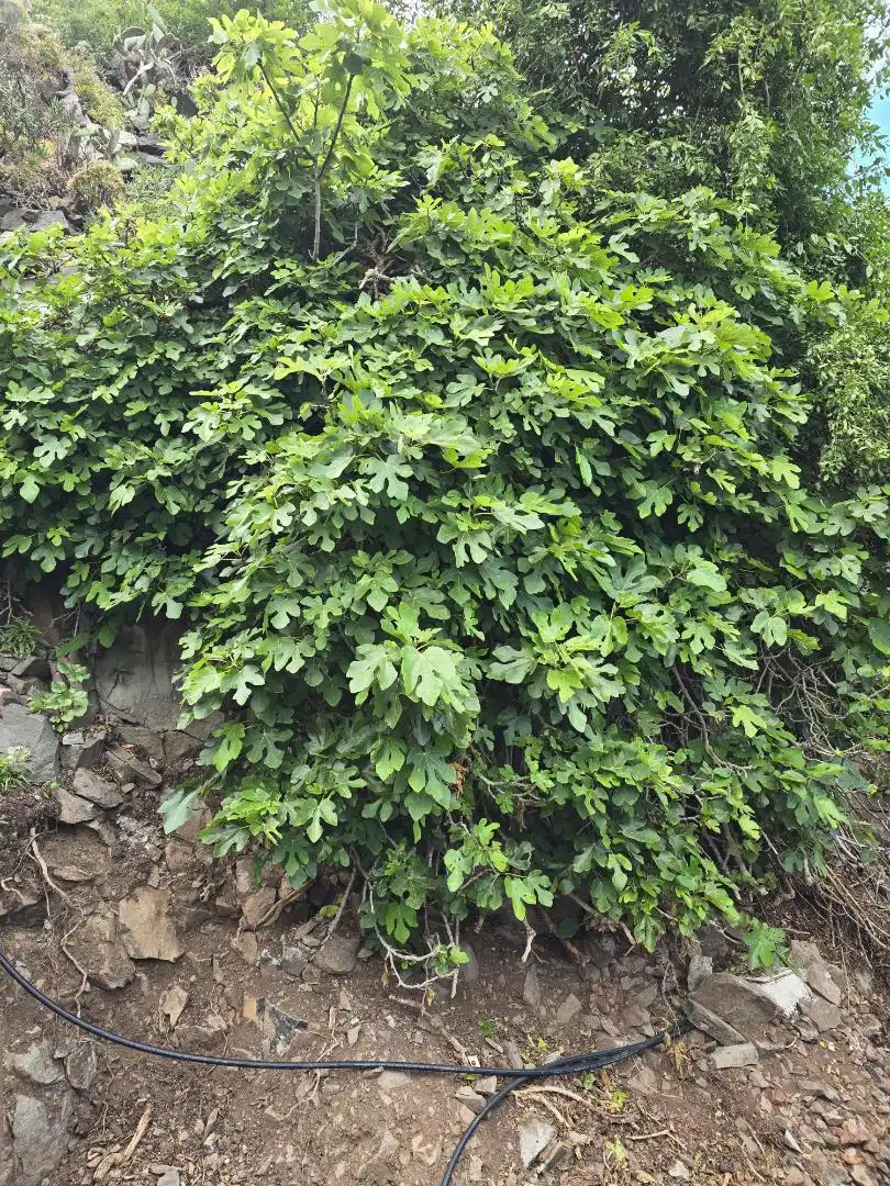 Finca rústica en venta en Diseminado San Juan, 92, Santa María de Guía de Gran Canaria