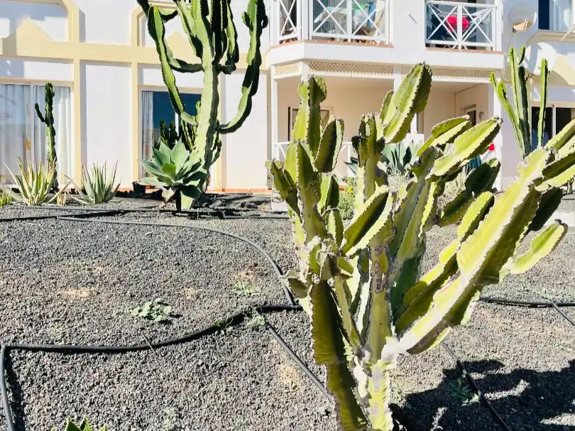 Wohnungen zum Verkauf in Avenida Fuerteventura, 5, Corralejo Garten von Wohnungen zum Verkauf in La Oliva mit Terrasse, Schwimmbad und Möbliert