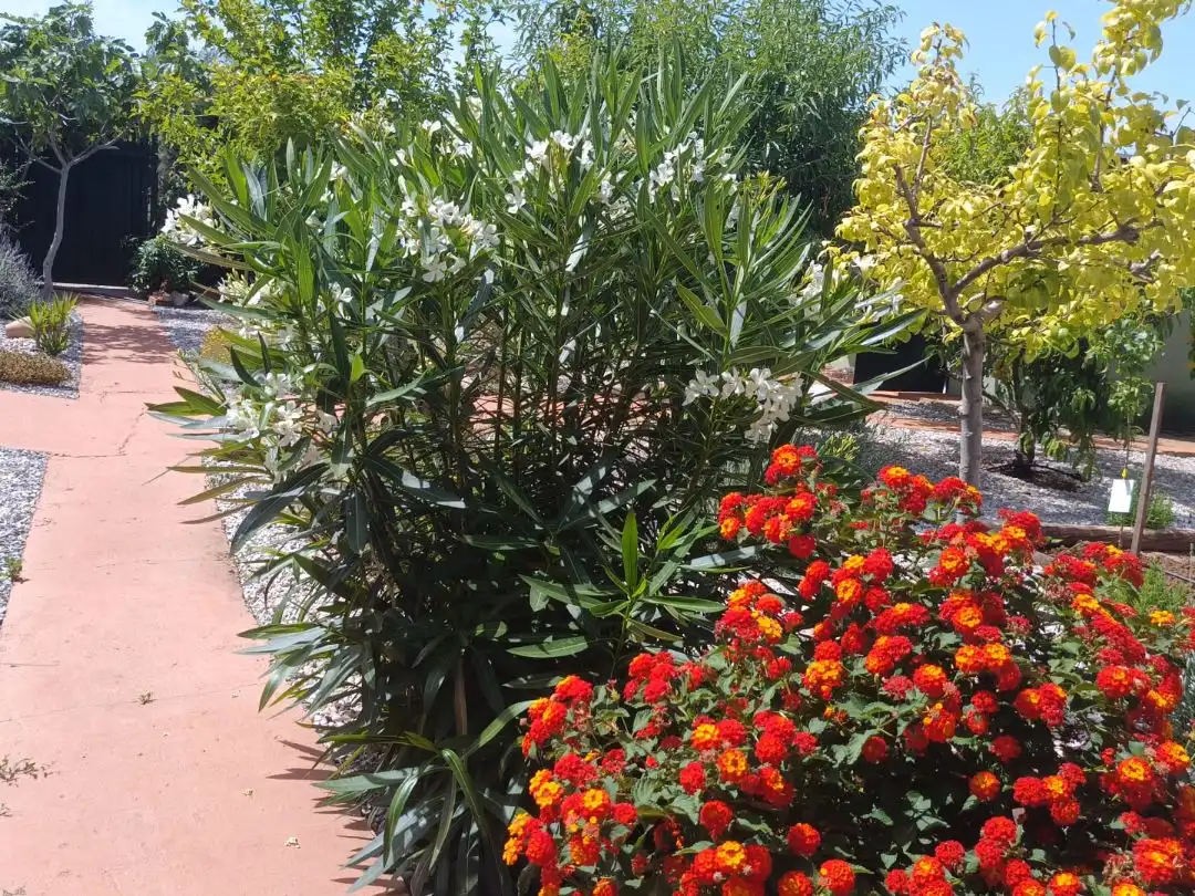 Casa o chalet en venta en Camino de Magacela, 12, Villanueva de la Serena Jardín de Casa o chalet en venta en Villanueva de la Serena con Aire acondicionado, Terraza y Piscina
