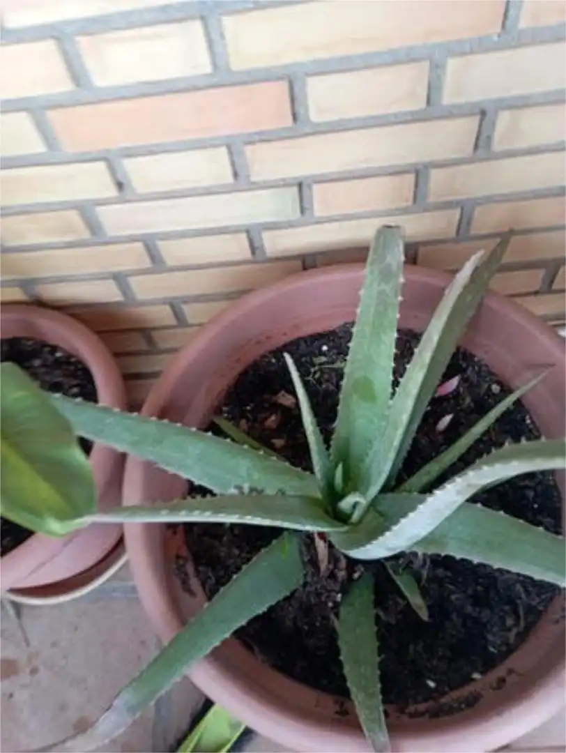 Pis en venda a Casasbuenas Jardí de Pis en venda en Casasbuenas amb Terrassa