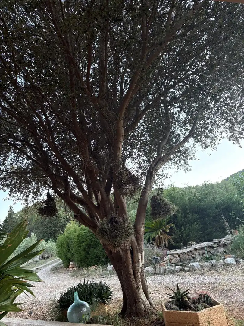 Jardín de Finca rústica en venta en Lloseta con Aire acondicionado, Terraza y Piscina