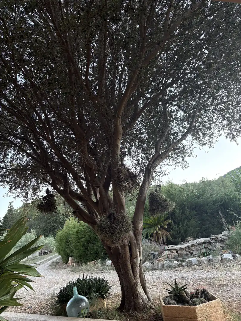 Jardín de Finca rústica en venta en Lloseta con Aire acondicionado, Terraza y Piscina