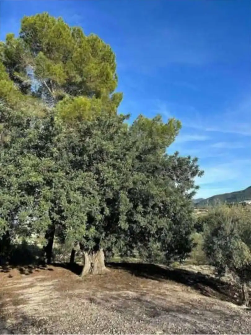 Casa adosada en venta en Bélgida Casa adosada en venta en Bélgida