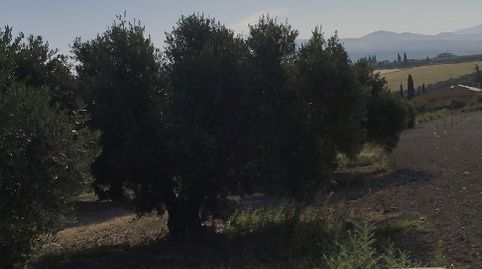 Foto 3 de Finca rústica en venda a Carretera Córdoba - Málaga, S-n, Montilla, Córdoba