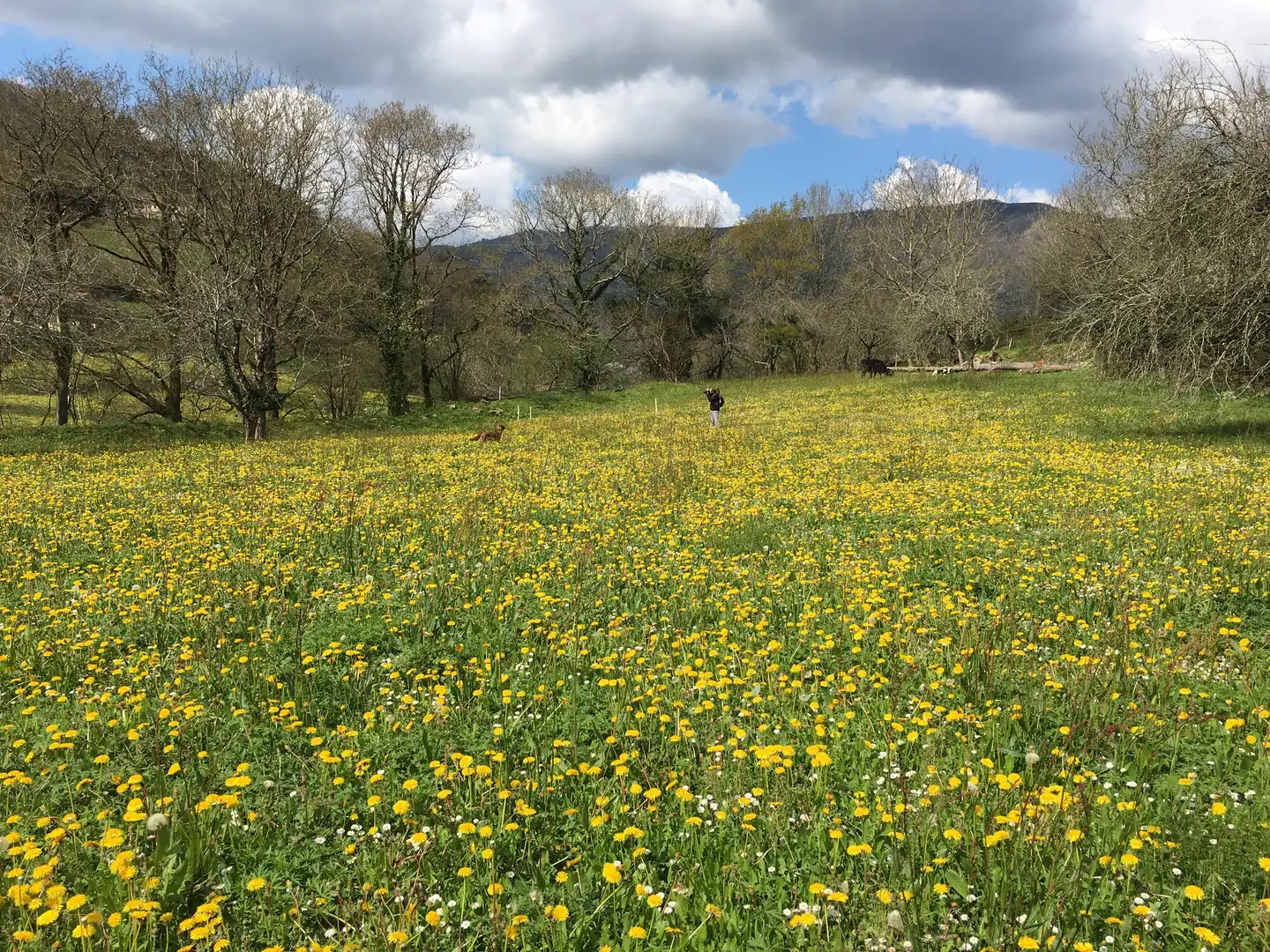 Finca rústica en venta en Elduain