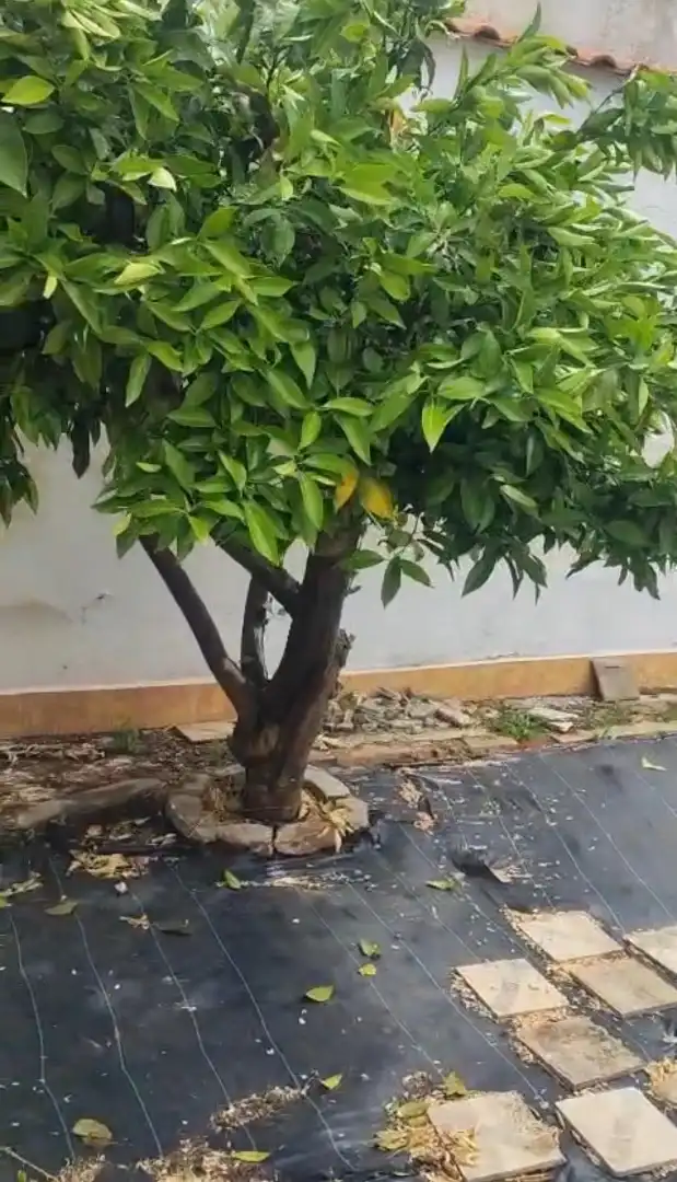 Jardín de Planta baja en venta en Belmez con Aire acondicionado, Terraza y Trastero