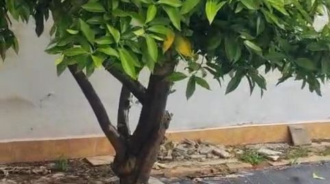 Planta baixa en venda a Calle Santa Maria, 17, Belmez, Córdoba - imatge 5 Foto 5 de Planta baixa en venda a Calle Santa Maria, 17, Belmez, Córdoba