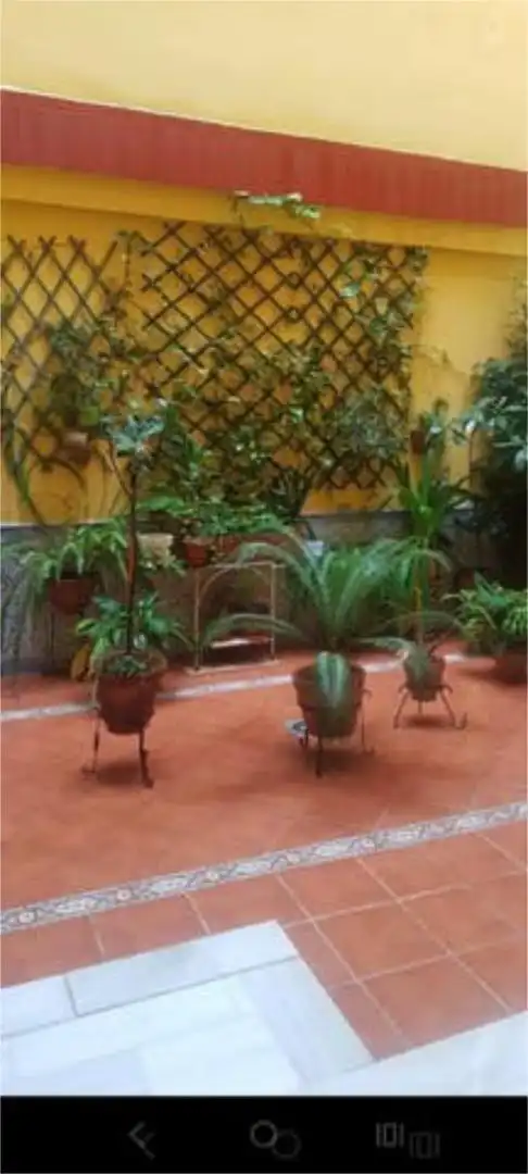 Lofts for rent in Triana Casco Antiguo Garden of Lofts for rent in Sevilla with Terrace