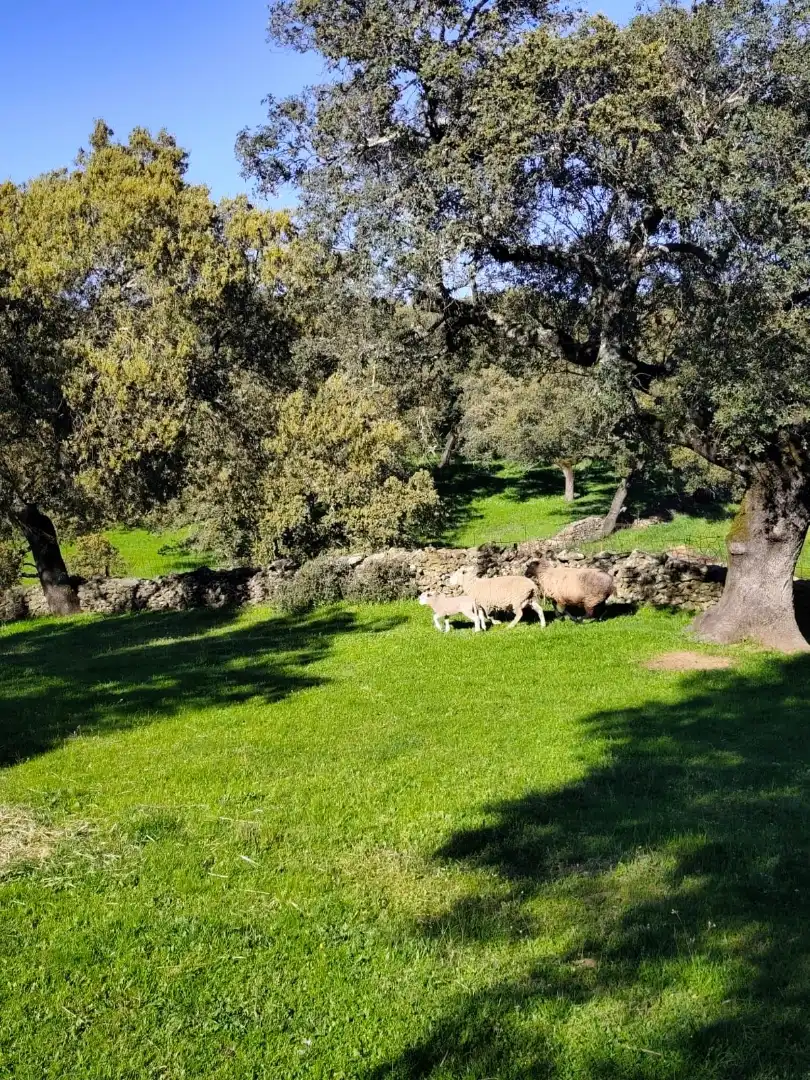 Außenansicht von Grundstücke zum Verkauf in Cabeza la Vaca