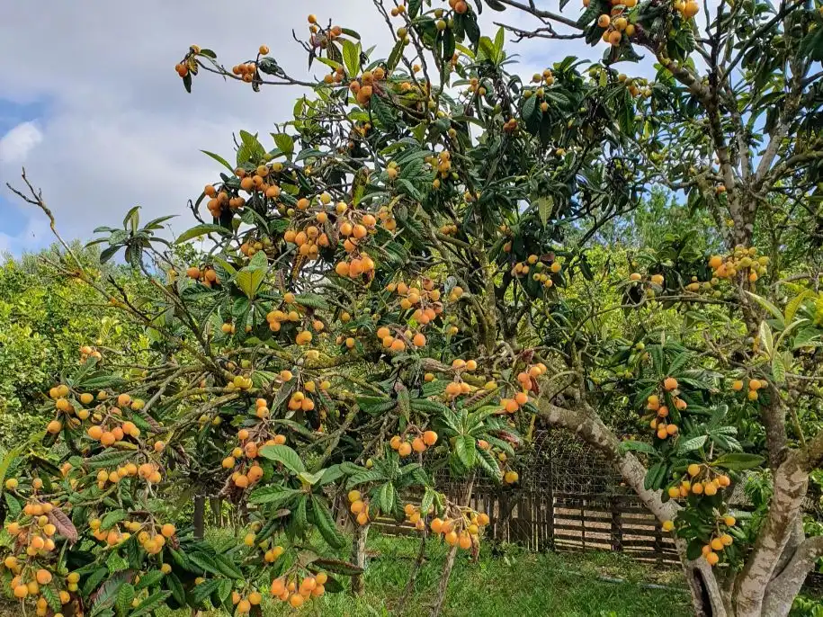 Finca rústica de lloguer a Ma-3433, 4, Sa Pobla Finca rústica de lloguer a Ma-3433, 4, Sa Pobla