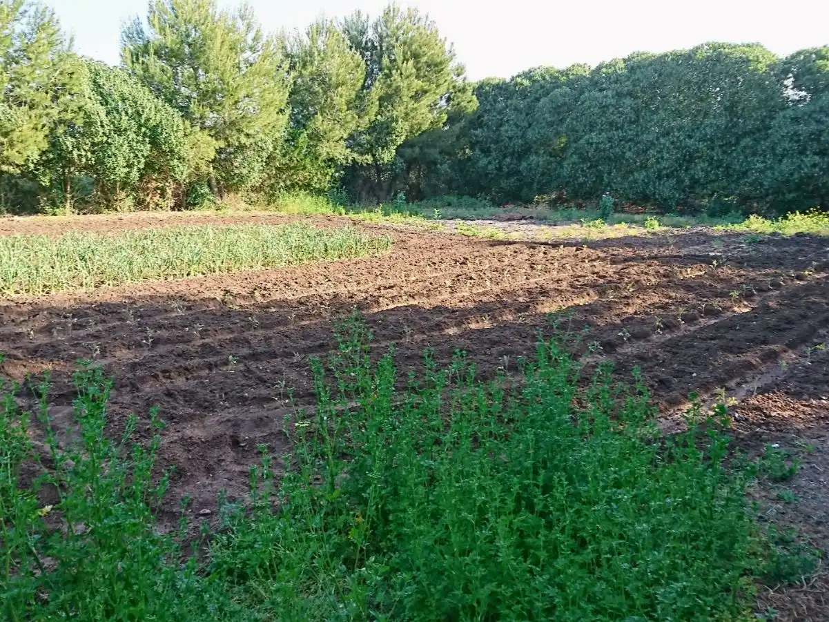 Finca rústica de lloguer a Ma-3433, 4, Sa Pobla Finca rústica de lloguer a Ma-3433, 4, Sa Pobla