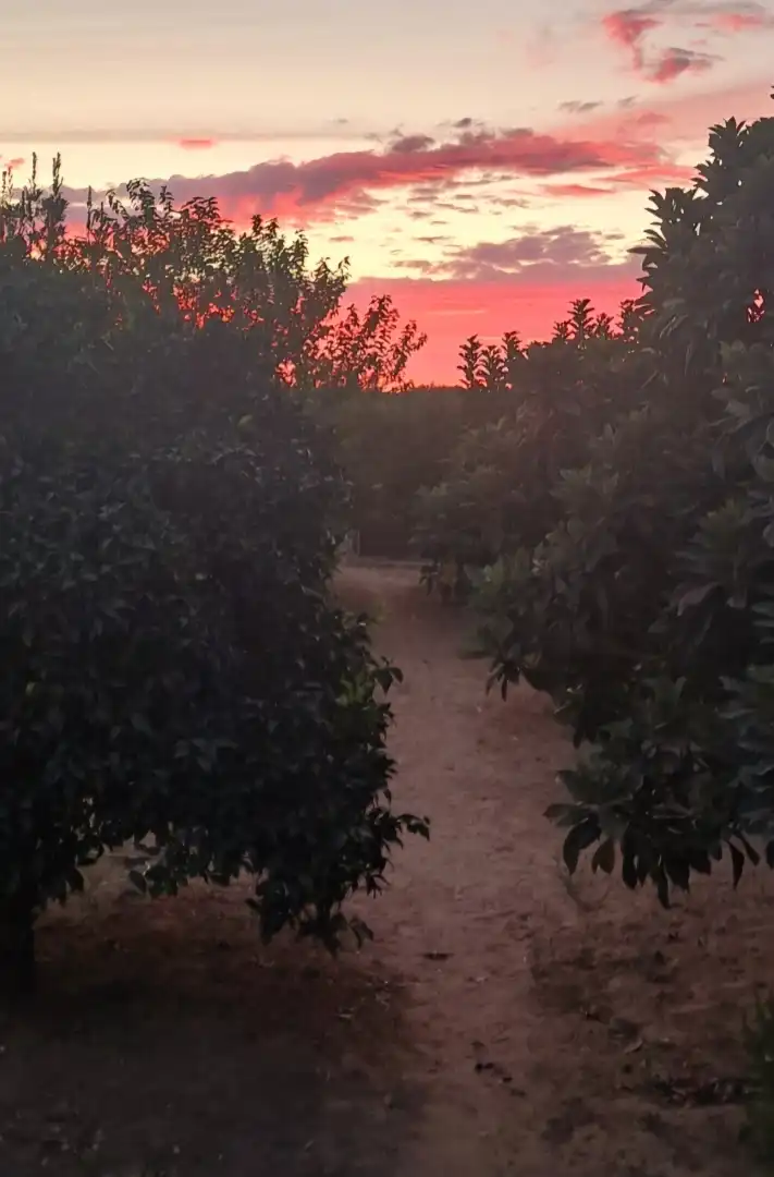 Finca rústica en venta en Sector Pp1 Cruz de Montañina, 3, Bollullos Par del Condado Jardín de Finca rústica en venta en Bollullos Par del Condado con Piscina