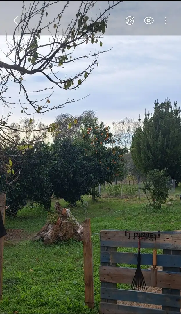 Finca rústica en venta en Sector Pp1 Cruz de Montañina, 3, Bollullos Par del Condado Jardín de Finca rústica en venta en Bollullos Par del Condado con Piscina