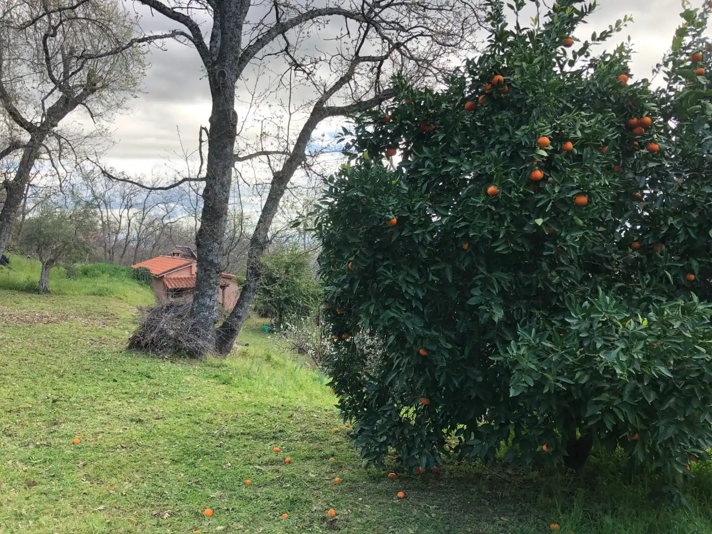 Finca rústica en venta en Calle Ronda Norte, 4, Losar de la Vera Jardín de Finca rústica en venta en Losar de la Vera