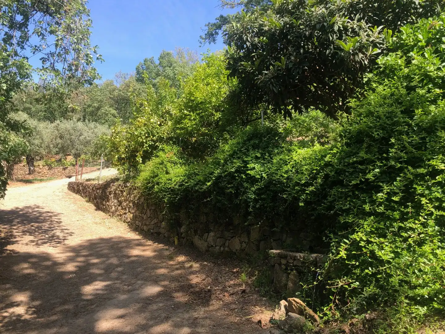 Finca rústica en venta en Calle Ronda Norte, 4, Losar de la Vera Finca rústica en venta en Losar de la Vera