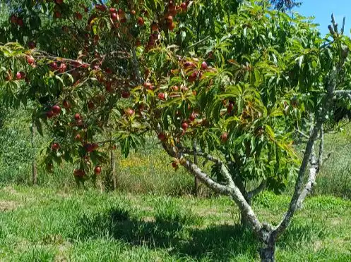 Finca rústica en venda a Rúa Regendo, 2, Dorneda Jardí de Finca rústica en venda en Oleiros amb Moblat