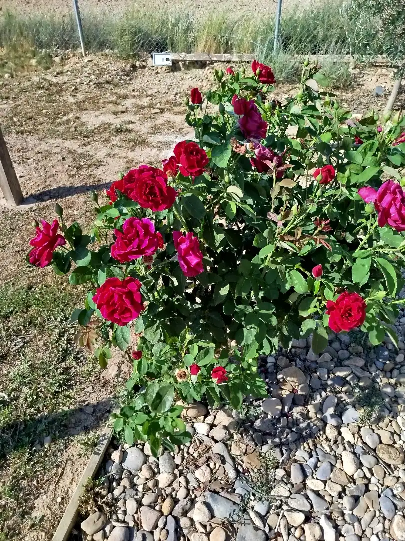 Land for sale in Avenida Zaragoza, Centro Garden of Land for sale in Tudela