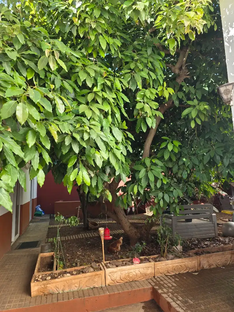 Study for rent in Calle Geranio, 3, El Tablero Garden of Study for rent in Santa Cruz de Tenerife with Private garden, Parquet flooring and Terrace