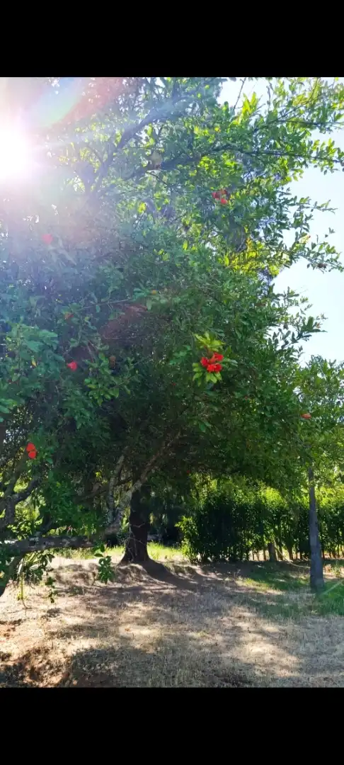 Casa o xalet en venda a 3ª Avenida, Dehesilla de Calamón - Campomanes Jardí de Casa o xalet en venda en Badajoz amb Aire condicionat, Jardí privat i Terrassa