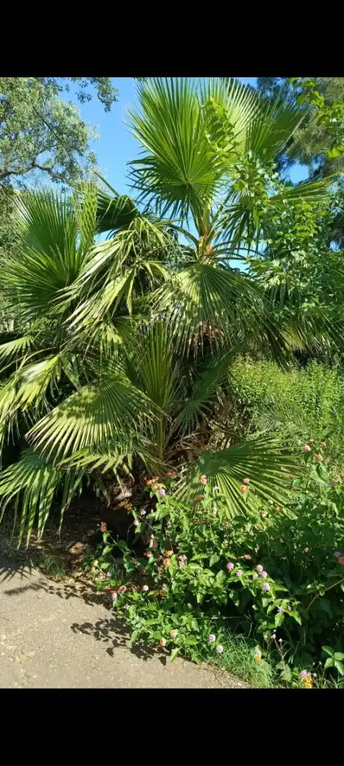 Casa o xalet en venda a 3ª Avenida, Dehesilla de Calamón - Campomanes Jardí de Casa o xalet en venda en Badajoz amb Aire condicionat, Jardí privat i Terrassa
