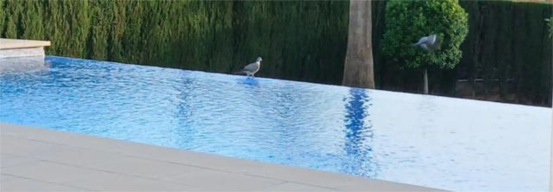 Piscina de Casa adosada de alquiler en Bunyola