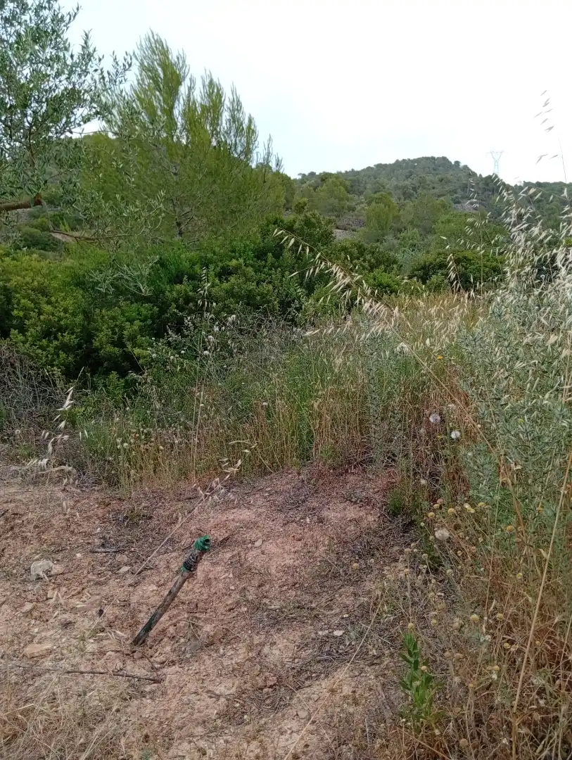 Country homes for rent in Passeig Doctor Ferran, 50, Corbera d'Ebre Country homes for rent in Corbera d'Ebre with Private garden