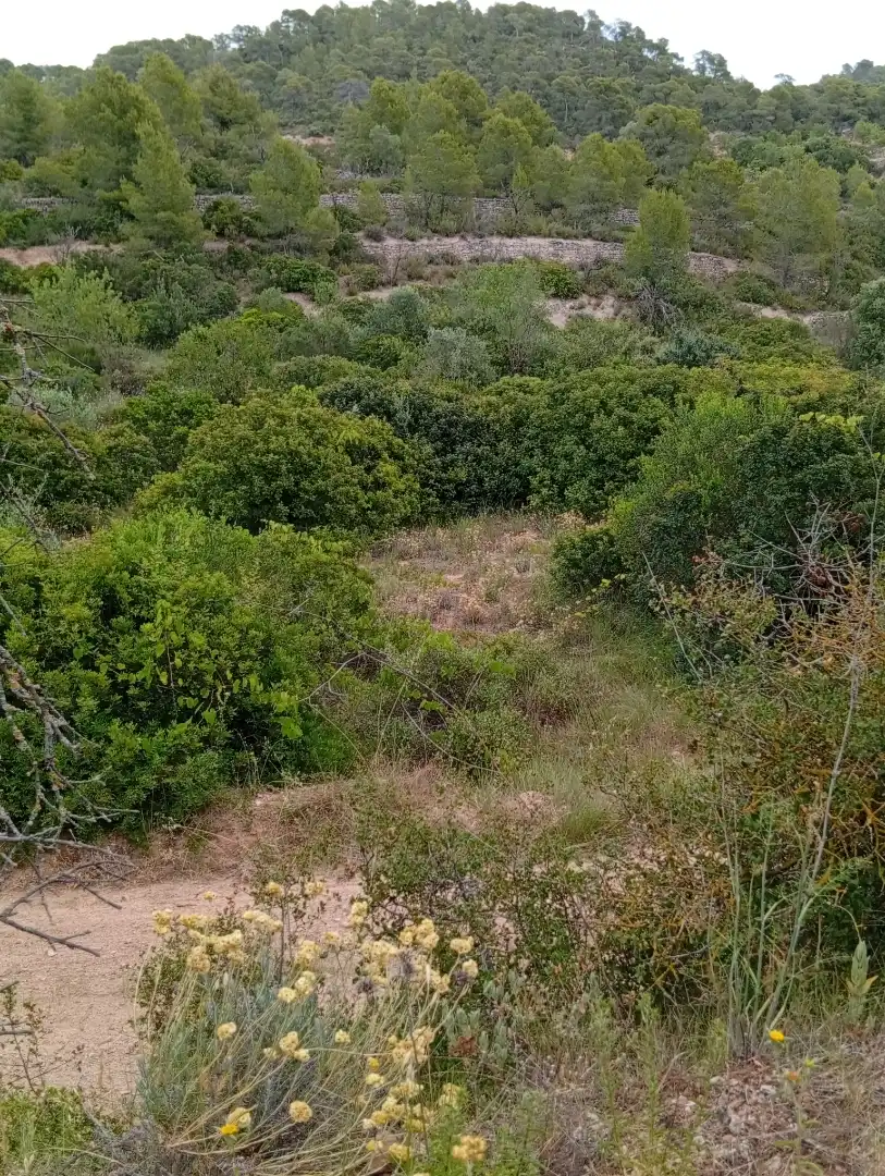 Country homes for rent in Passeig Doctor Ferran, 50, Corbera d'Ebre Country homes for rent in Corbera d'Ebre with Private garden