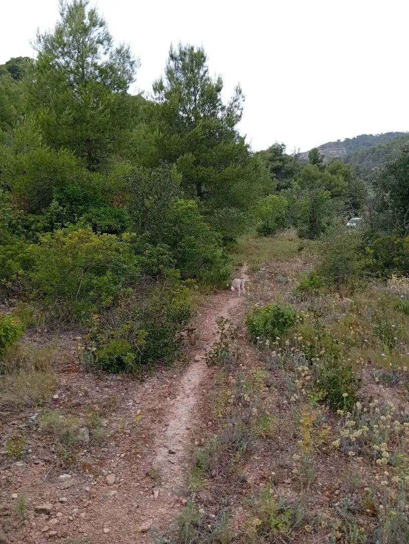 Country homes for rent in Passeig Doctor Ferran, 50, Corbera d'Ebre Country homes for rent in Corbera d'Ebre with Private garden