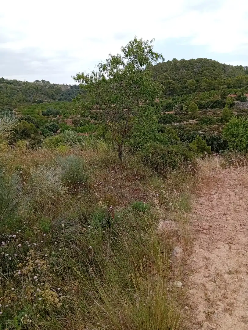 Country homes for rent in Passeig Doctor Ferran, 50, Corbera d'Ebre Country homes for rent in Corbera d'Ebre with Private garden