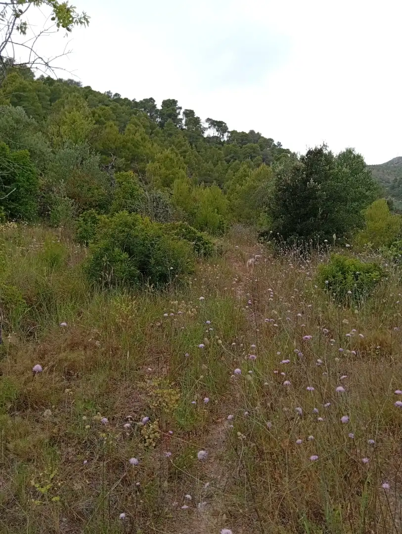 Country homes for rent in Passeig Doctor Ferran, 50, Corbera d'Ebre Country homes for rent in Corbera d'Ebre with Private garden