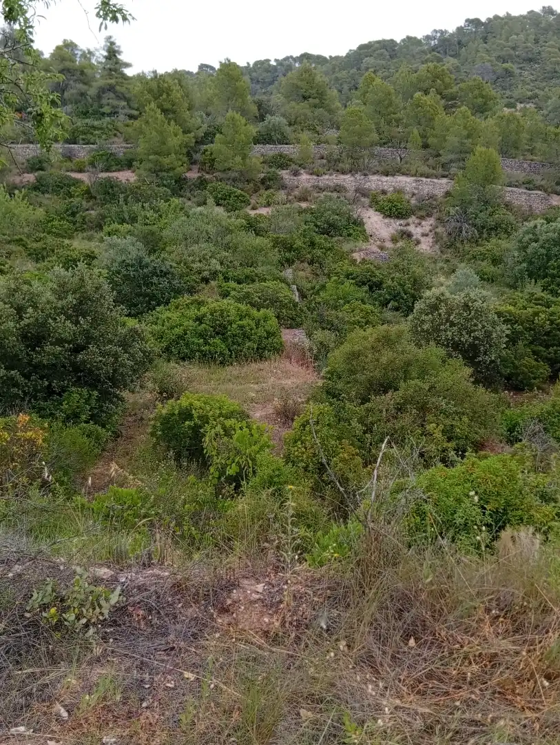 Country homes for rent in Passeig Doctor Ferran, 50, Corbera d'Ebre Country homes for rent in Corbera d'Ebre with Private garden