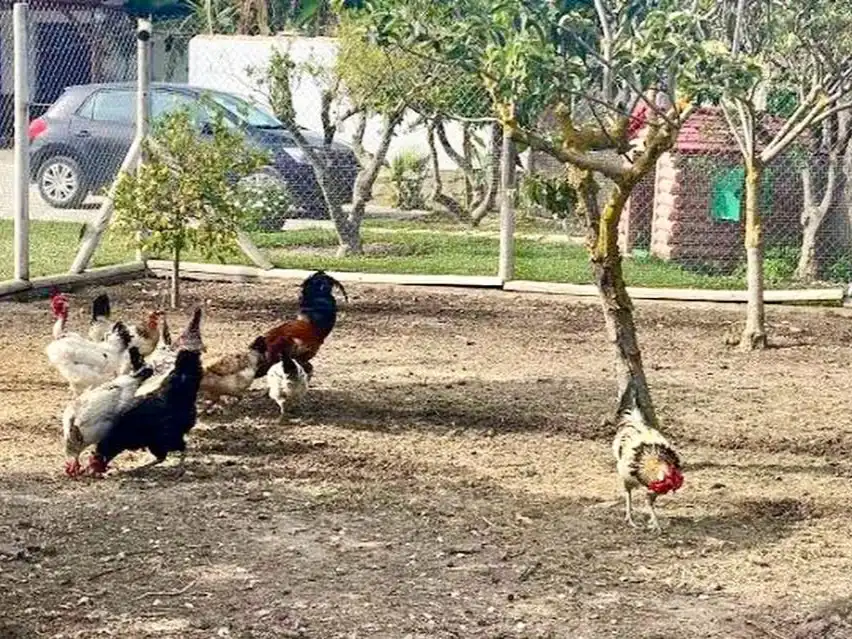 Wohnung zur Miete in Pago Zahora, 291, Zahora Garten von Wohnung zur Miete in Barbate mit Klimaanlage, Heizung und Privatgarten
