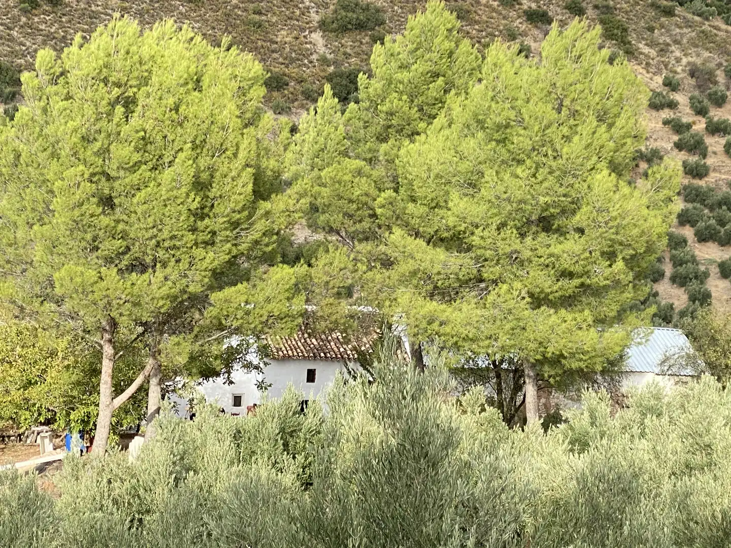 Finca rústica en venta en Camino del Fraile, 40, Fuensanta de Martos Jardín de Finca rústica en venta en Fuensanta de Martos