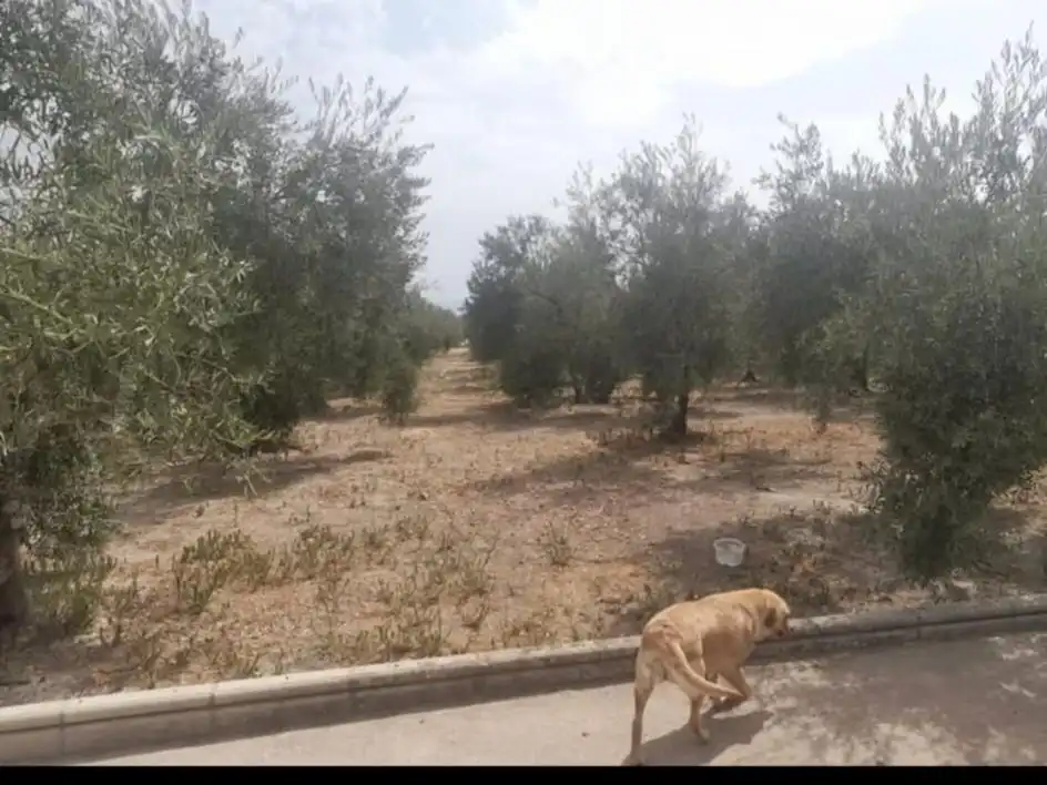 Casa o xalet en venda en Monturque amb Jardí privat, Terrassa i Traster