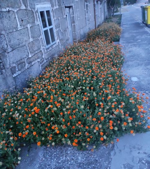 Foto 2 von Country house zum Verkauf in O Canizo, 303, A Gudiña , Ourense