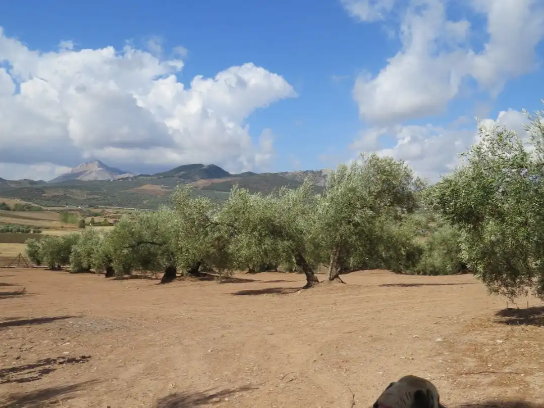 Pis en venda a Avenida de Blas Infante, 4, Villanueva del Rosario Vista exterior de Pis en venda en Villanueva del Rosario amb Aire condicionat, Calefacció i Jardí privat