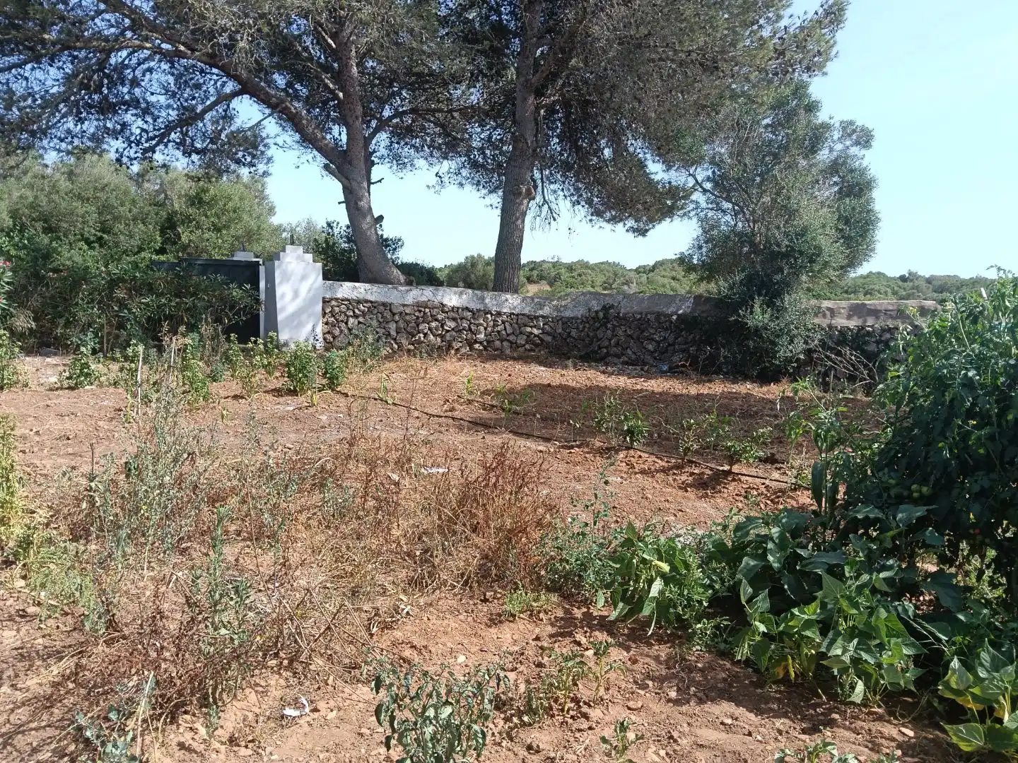 Country homes for sale in Alaior  with Terrace