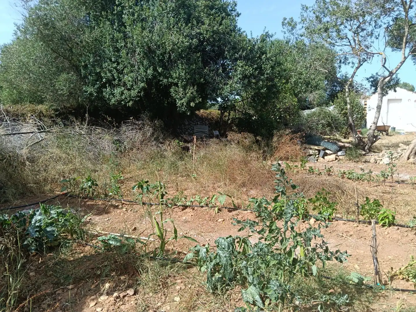Country homes for sale in Alaior  with Terrace