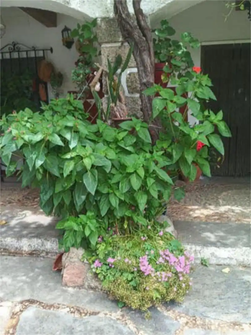 Garden of Houses for sale in Fuenteliante  with Terrace