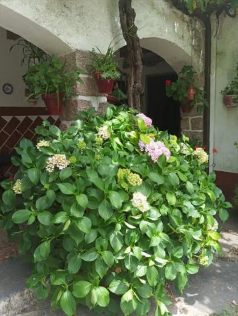 Garden of Houses for sale in Fuenteliante  with Terrace