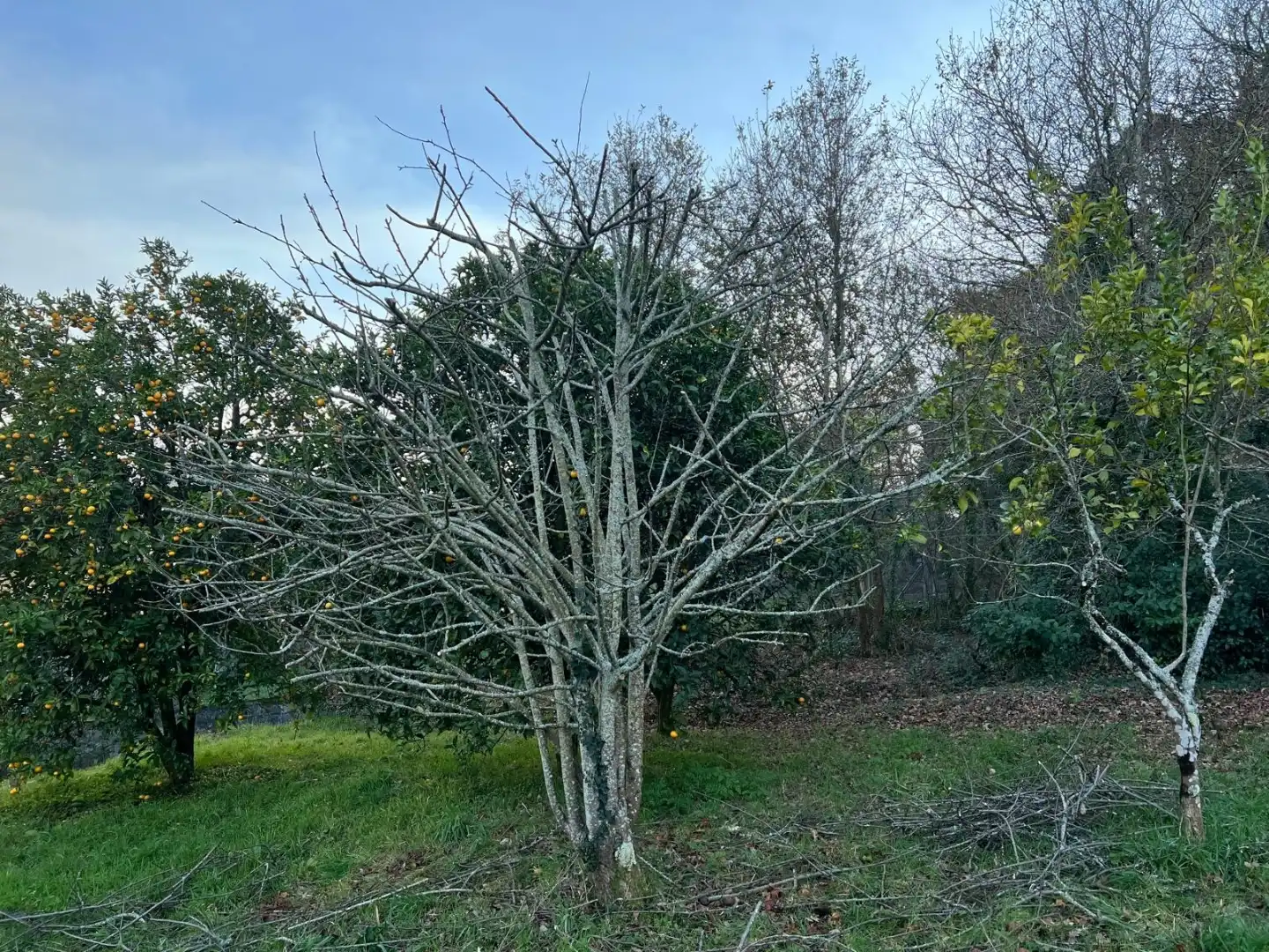 Casa o xalet en venda a Lugar Armada-Salcedo, 4, Parroquias Rurales Jardí de Casa o xalet en venda en Pontevedra Capital amb Jardí privat