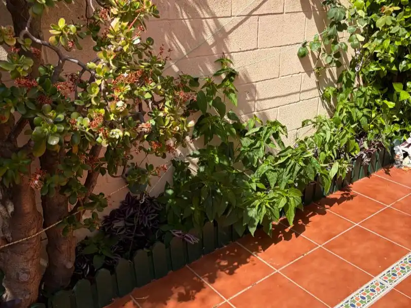 Garden of Detached homes for sale in Rota  with Air Conditioner, Heating and Terrace