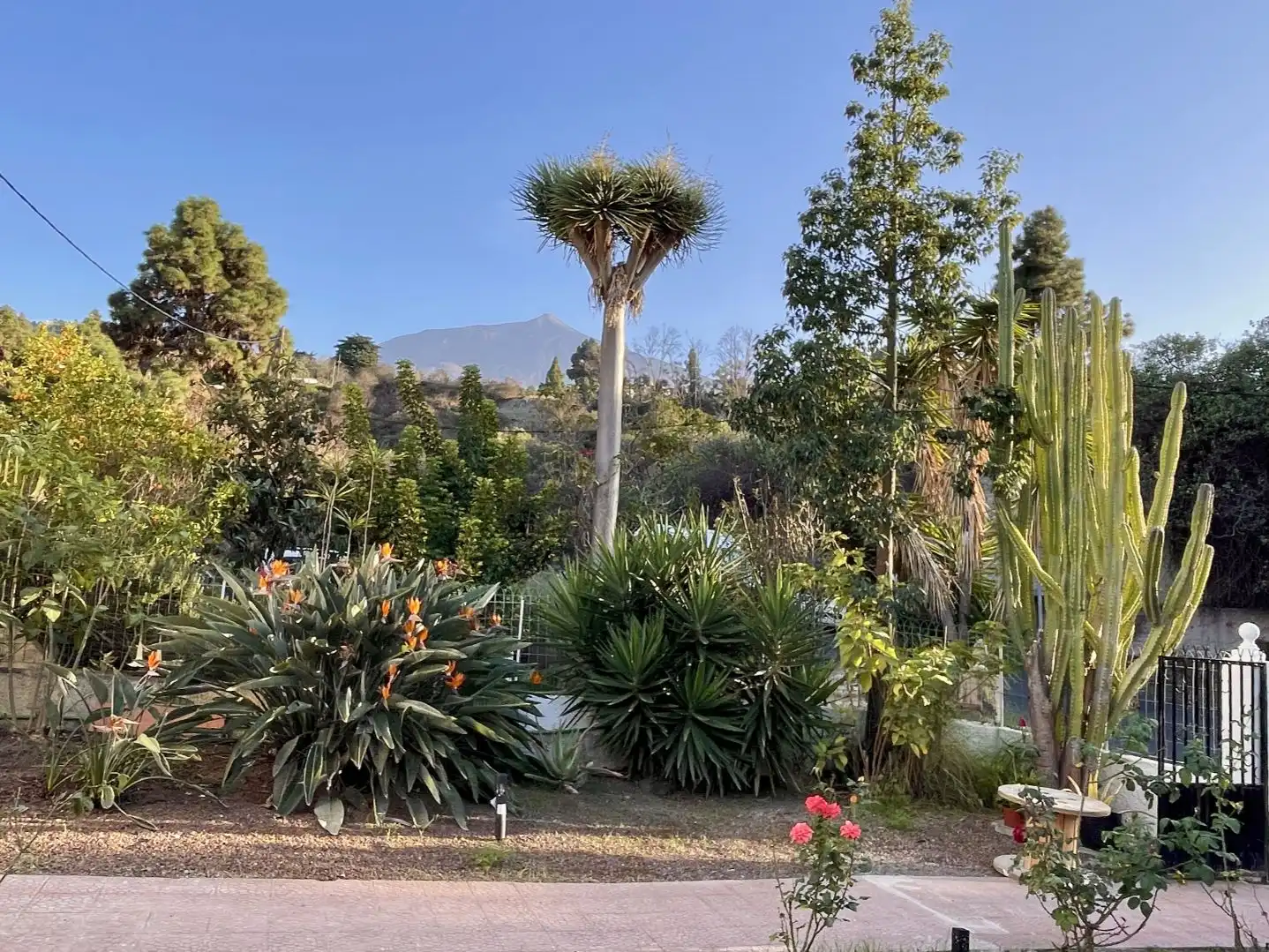 Jardí de Casa o xalet en venda en La Guancha amb Terrassa