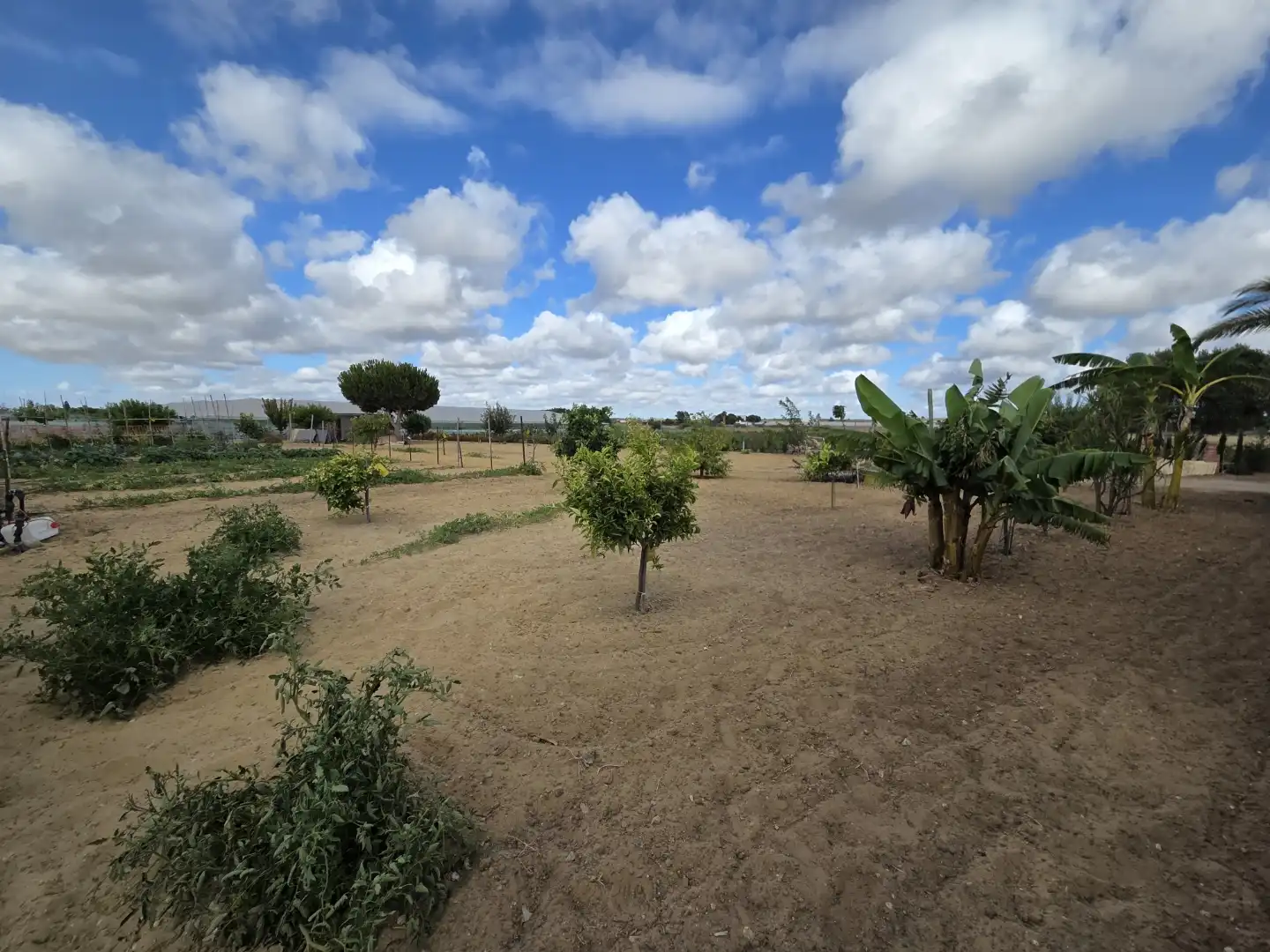 Finca rústica en venta en Calle San Antón, 4, Ayuntamiento - Barrio Alto Finca rústica en venta en Sanlúcar de Barrameda