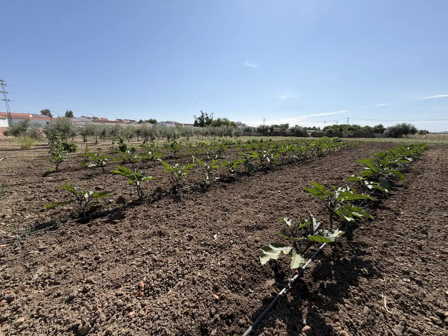 Casa o xalet en venda a Calle Julio Romero de Torres, La Granjuela Casa o xalet en venda en La Granjuela amb Aire condicionat, Calefacció i Jardí privat