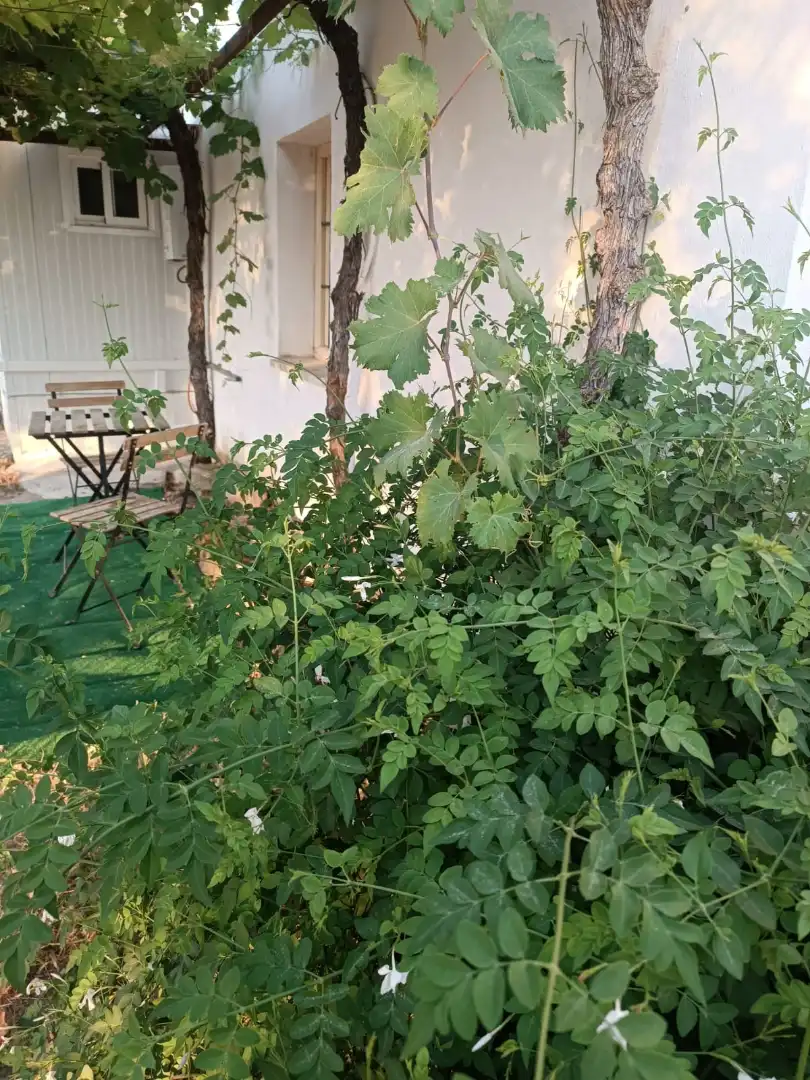Jardí de Estudi de lloguer en Antequera amb Aire condicionat, Jardí privat i Terrassa